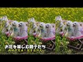 『五個女人&五隻狗』日本生活『愛犬を連れたママたち』お花を楽しむ親子たち
