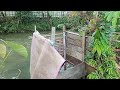 indahnya rumah sederhana di kelilingi kolam#video#youtube #viral