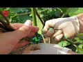 How to achieve high yields - grow delicious and quality eggplant