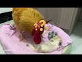 The kitten died.How did the rooster react?The rooster loved the kitten!Funny and lovely animal video