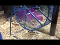 Baby robo hamster is super cute