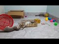 FUNNY Pet Fails 😂 35 Minutes - BEST Animal Compilation #3