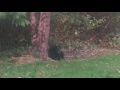 Bear in my backyard