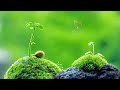 3 Hours of Relaxing Music -Sleep Music, Soft Music & Healing MusicStudying🎵Relaxing Best Collection!