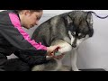 My Subscribers Saved This Dogs Life | Husky