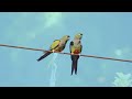 Birdsong Bliss: 10 Hours of Relaxing Melodies for Ultimate Serenity  (10 Hours) - 4K