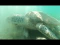 turtle in sea