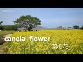 Amazing view of nemophila blooming in Japan and canola flower 4k 2024 ひたち海浜公園のネモフィラの絶景 菜の花