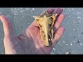 What does days of winds leave on the beach? Seashells finally showed up!