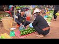 Harvesting Eggplant Avocado Fruit Go to the market to sell | Lucia Daily Life