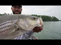 Pescando Striped Bass Gigante !!! Nuevo Record Para Miguel