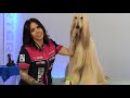 Tips and tricks on how to groom an Afghan Hound with Sonia Luengo.