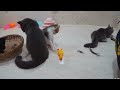 The FUNNIEST Dogs and Cats Shorts Ever😹You Laugh You Lose🐶