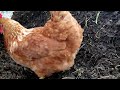 Chicken Composting - Maximize Feeding AND Composting