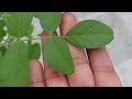 अपराजिता पर खिलेंगे 1000 से भी ज्यादा फूल.Aprajita plant care & Best homemade fertilizer.gardening.