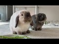 I Bonded 2 Rabbits in One Week - HERE'S HOW