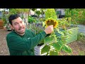 How to Grow Sunflowers Successfully At Home 🌻
