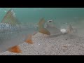 Large shoal of fish (common roach) reacting to bread underwater footage - Mörtstim reagerar på bröd
