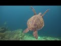 3HRS of 4K Turtle Paradise - Undersea Nature Relaxation Film + Relaxing Music by Starry Sky