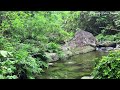 Clear Blue Stream in The Middle of Deep Forest, Relaxing Sounds of Forest Streams and Forest Birds