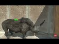 Escape Or Become Lunch Of The Giant Indominus Rex - Animal Revolt Battle Simulator