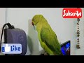 bolne wala tota😅🙂|| mithu Parrot 🦜|| mummy papa bolne wala tota 🦜|| albadi tota 🦜🙂😅