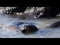 Sea lions at play, part 1