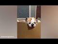 Funny DOGS videos 2024, You'll LAUGH ALL DAY LONG 🤣🐶 Best Funniest Animal Videos