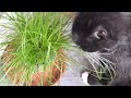 Paul hat frisches Katzen Gras