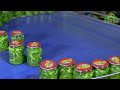Cucumber Pickles Mega Factory: Processing Millions of Cucumbers for Pickles