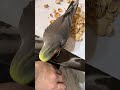 Cockatiel eating pistachio