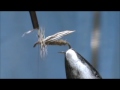 Fly Tying a Little Brown Stonefly with Jim Misiura