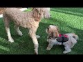 Funny Dogs - *Must See* Whispering......