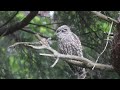 Barred Owls 4