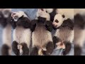 Panda Babies Part 3 #panda #babies #fypシ #cute #lovely #adorable #babypanda #kindergarten #baby