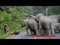 elephant herd attacks motorbike