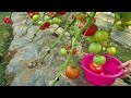 Tomato fungal disease - how to prevent it in a natural way