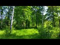 Spring Forest Sounds and Relaxing Bird Singing for Sleeping