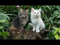 BEAUTIFUL KITTEN CAT- STACY CAT -BILLI KARTI MEOW MEOW- kittens cats funniest - Animal Funny- VS 131