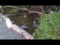 Shubie Wildlife Park Nova Scotia After Thunderstorm - Ambient River & Nature Scenes