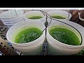 Batch Culturing Daphnia and Moina in Live Green Water