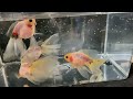 I went to a Goldfish Auction!