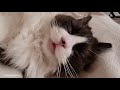 Cat Snores Very Loud - ASMR