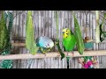 2.5 Hr Happy Parakeets Eating Singing Playing, Budgies Chirping. Reduce Stress of lonely Bird Videos