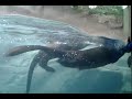 River Otters Playing