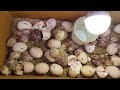 How to make incubator at home // How to make an incubator at home and hatch chickens eggs