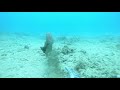 Oahu 2019 Spearfishing - tentacles