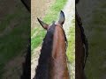 Pleasure horse riding ♀️💜