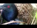 Greater coucal birds have three young, hatch in five days#01 - @Review life birds