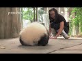 keeper encourages the panda cub to walk